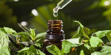 Using Essential Oils On Plants 15 Oils And Benefits Flourishing Plants