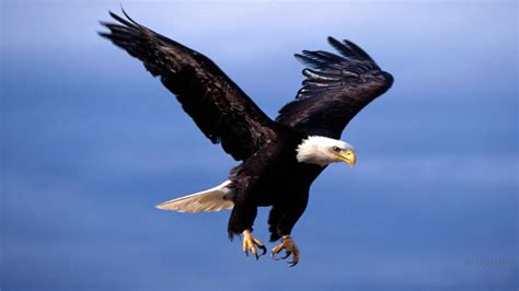Flying Eagle Hd Wallpaper 61399 Baltana