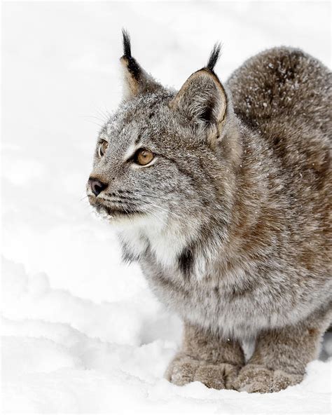 Canada Lynx Photograph By Wes And Dotty Weber Fine Art America