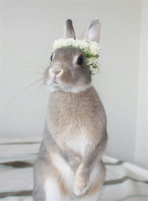 A Cute Flower Crown For A Girl Bunny Süßeste Haustiere Süße