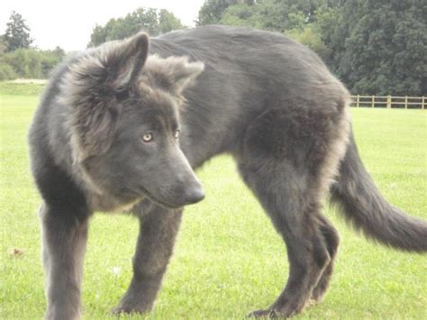 Enakai Our Solid Blue Gsd Is 5 Months German Shepherd Dog Forums