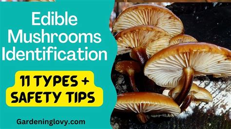 11 Types Of Edible Mushrooms Identification In Backyard