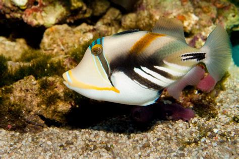 Humu Picasso Triggerfish Fish And Coral Store