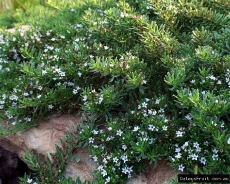 Nature Strip Alex Recommends Groundcover Myoporum Parvifolium