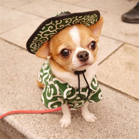 Best Pooch Chihuahua Puppies Cute Chihuahua Cute Animals