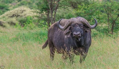 Cape Buffalo Facts Information Pictures And Video Learn More