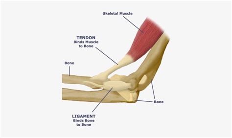 Tendon Diagram Simple How Do Ankles Work With Bones Ligaments And