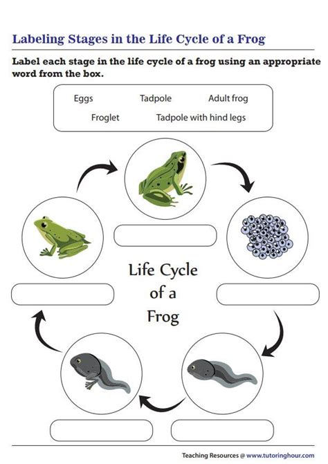 Labeling Stages In The Life Cycle Of A Frog Worksheet Life Cycles