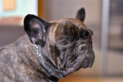 Sad French Bulldog Stock Image Image Of Animal Ears 37655075