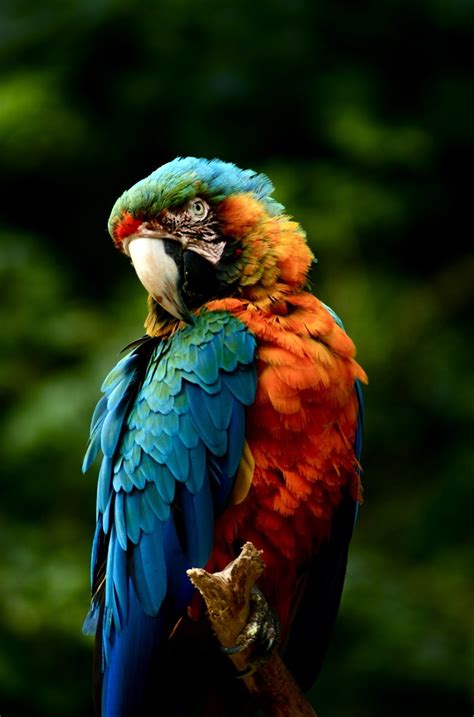 Parrot Free Photo Download Freeimages