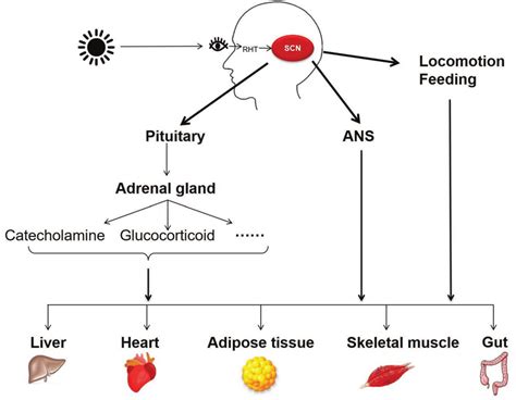 Organization Of The Circadian Timing System In Mammals The Circadian