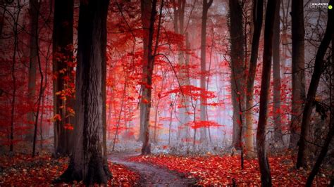 Red Autumn Fog Path Leaf Forest For Phone