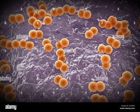 Diplococcus Bacteria