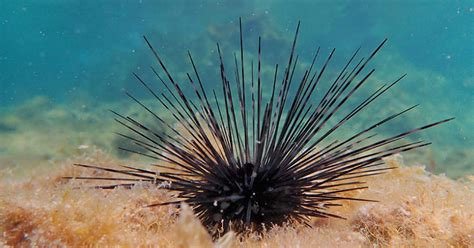 Researchers Find Sea Urchin Die Offs Threaten Caribbean Coral Reefs
