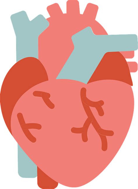 Human Heart Clipart Free Download Transparent Png Creazilla