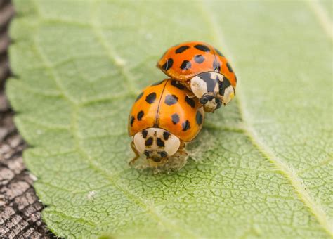 How To Tell The Difference Between Good And Bad Ladybugs