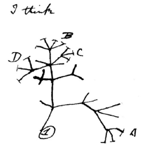 1 A Phylogenetic Tree Drawn By Darwin In First Notebook On