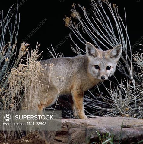 Desert Kit Fox At Night Vulpes Macrotis Nevadensis Ogden Utah Mid