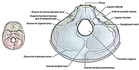 Posterior Cranial Fossa Bones