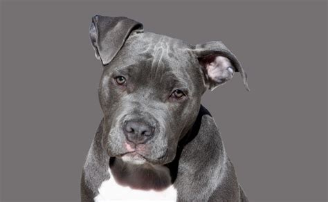 5 Cuidados Básicos Que Debe Tener Un Perro Pitbull Blue