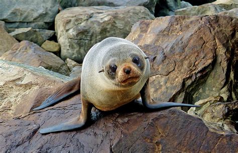 Southern New Zealand Fur Seal Arctocephalus Forsteri Th Flickr