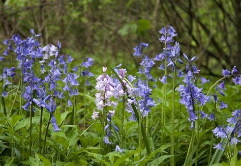 Bluebell Flowers Growing Information For English And