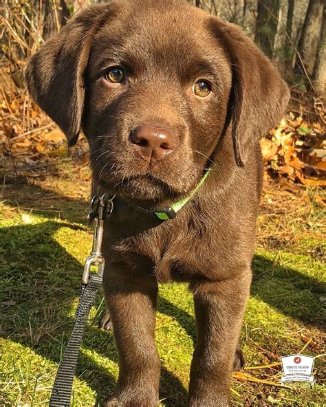14 Things You May Not Have Known About Labrador Retrievers Petpress