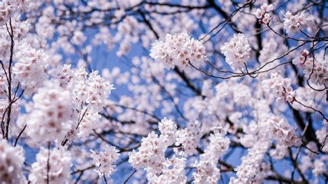 🥇 Japan Cherry Blossoms Depth Of Field Flowers Matsumoto Wallpaper