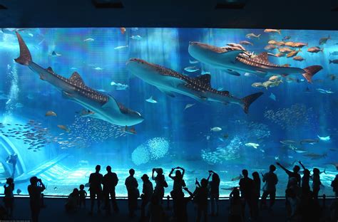 5 Outstanding Aquariums All Over Japan Japan Info