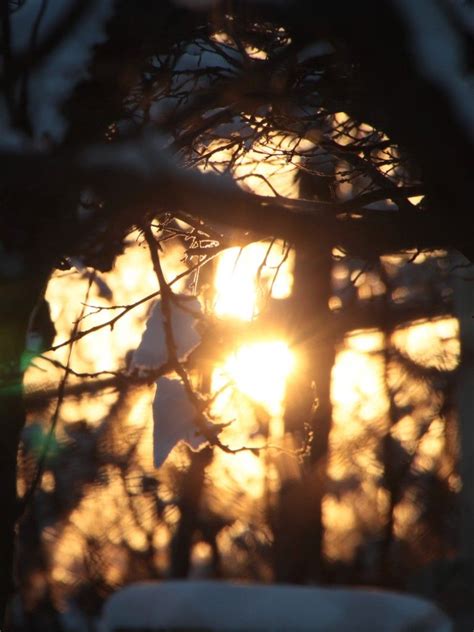 Sunshine Through Snowy Branches At Sunset Public Domain Photos