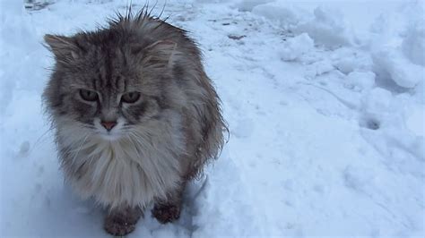 Fluffy Cat On The Snow Youtube