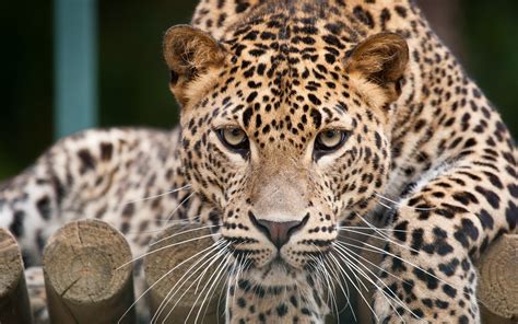Leopard Face Close Up Eyes Wallpaper Animals Wallpaper Better