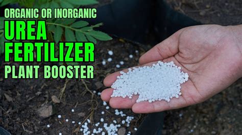 Boost Plant Growth With Urea Fertilizer Youtube