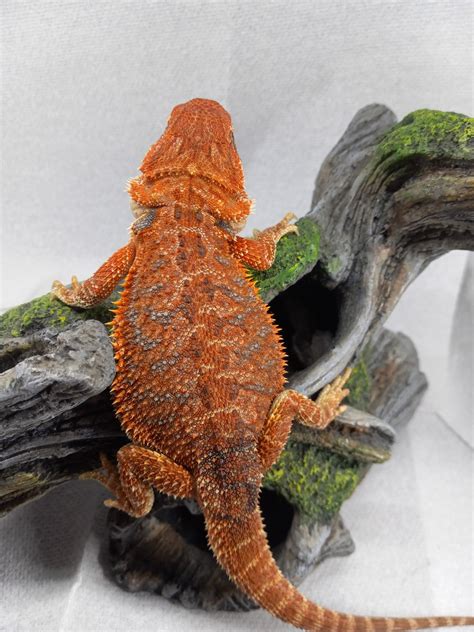 Red Hypo Bearded Dragon Central Bearded Dragon By Bloodmoon Dragons