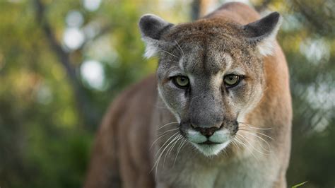 Two Endangered Florida Panthers Found Dead Just Days Apart Wildlife
