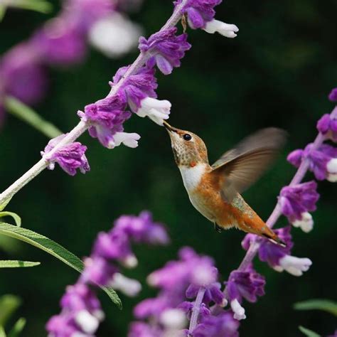 Beautiful Flowering Plants That Attract Hummingbirds