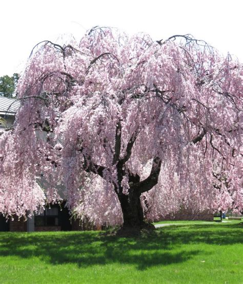 Birgit Fuchs Willow Tree Pink Flowers Top 10 Bird Plants In Central Arizona Audubon Arizona