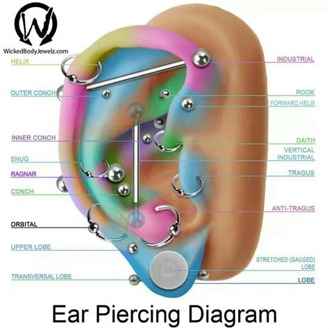 Names Of Piercings Face Piercings Ear Piercing Diagram Ear Piercings
