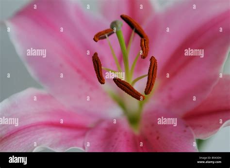 Pink Tiger Lily Flower Stock Photo Alamy