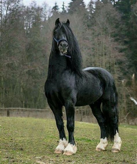 Black Beauty Animals Horse Blackbeauty Big Horses Black Horses