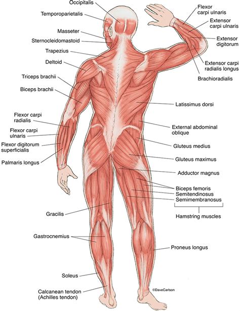 Muscles Of The Human Body Superficial Posterior View Human Body The