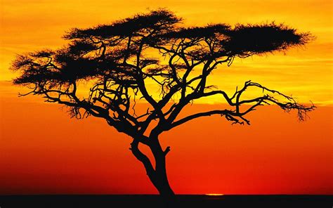 Acacia Tree At Sunset Africa African Tree Africa Sunset Sunset Nature