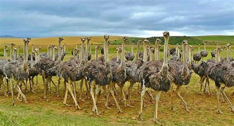 Why Do Ostriches Bury Their Heads In The Sand British Bird Lovers