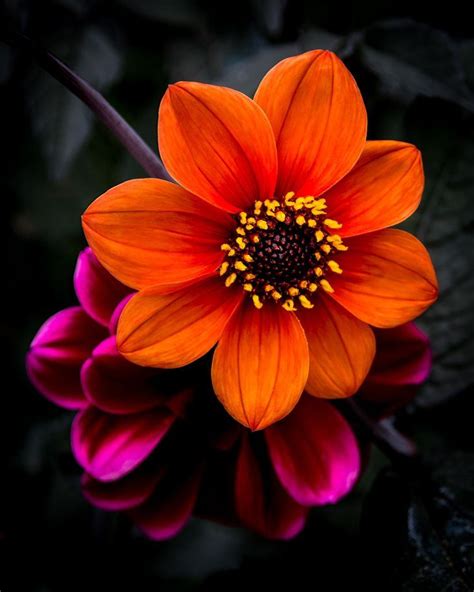 An Orange And Pink Flower With Dark Background