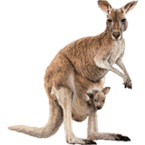 Australia Kangaroo Png Photos Png Mart