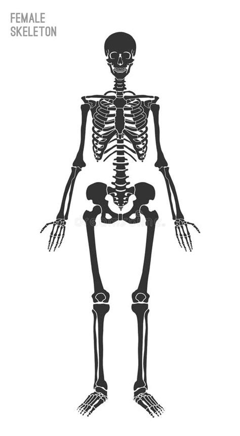 Anatomy Female Skeleton Stock Illustrations 3759 Anatomy Female