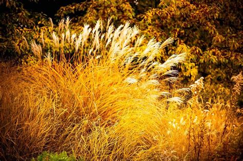 Ornamental Grasses Shine During The Autumn Season Ornamental Grasses