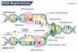 DNA Replication – Definition, Process, Steps, & Labeled Diagram