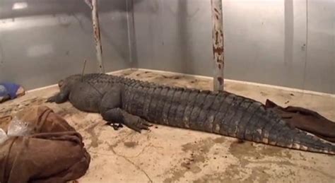 Two 700 Pound Alligators Caught Within Hours Of Each Other In