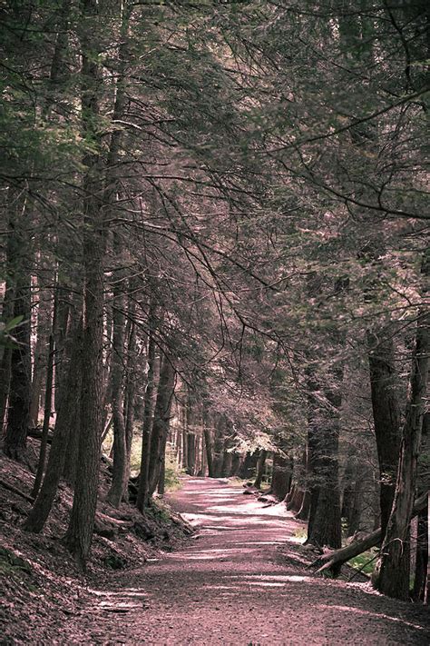 Through The Forest Photograph By Shelley Smith Fine Art America